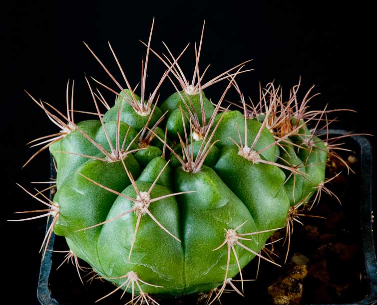 Gymnocalycium immemoratum P 83